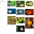 Water Lily